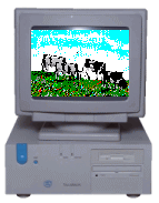 click for large image of cows