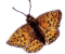 Flapping Butterfly